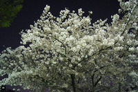 夜桜4