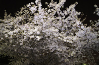 夜桜1