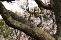 梅の木3