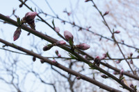 桜の花だより2