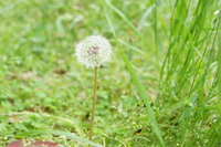 たんぽぽの綿毛