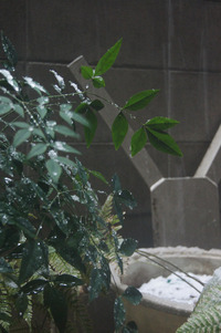 シャッタースピードとかしゃ