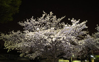 夜桜２
