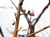 0307桃のつぼみ2