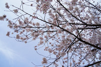 学校の桜２