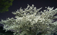 夜桜3