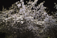 夜桜１