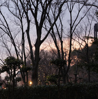 木々の向こうの光