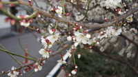 0216梅の花２