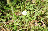 モンシロチョウ